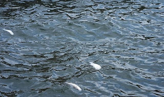 İzmir Körfezi karalara büründü