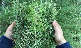 Kokusu bile faydalıymış! Biberiye neden tüketmelisiniz? Biberiye tüketmenin faydaları