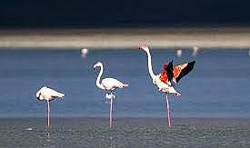 Konya'nın eşsiz güzelliği Düden Gölü: Kuşların uğrak noktası olmaya devam ediyor