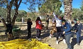 Urla&#039;da öğrenciler zeytin hasadına katıldı