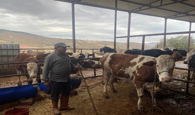 Firari inek 42 günlük kovalamacanın ardından yakalandı