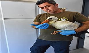 İzmir Doğal Yaşam Parkı yaban hayatın sakinlerine şifa dağıtıyor