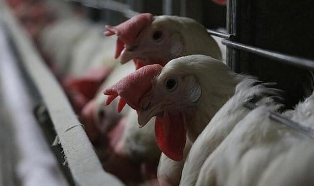 Kuş Gribi Uyarısı: Tüm Hayvanlar Tehlikede!