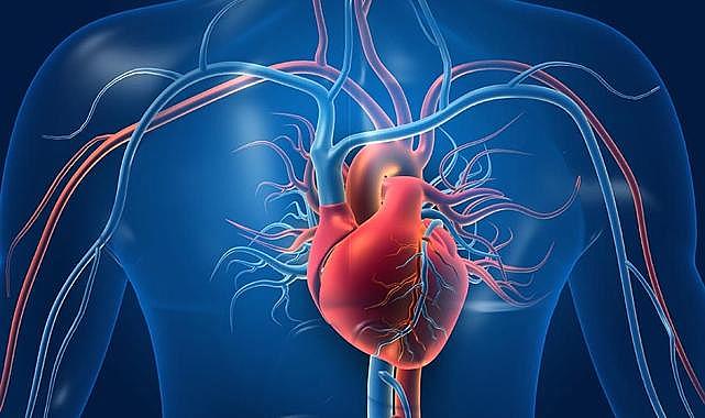 Nabız Değerleri Kaç Olmalı ve Hangi Durumlarda Dikkat Edilmeli?