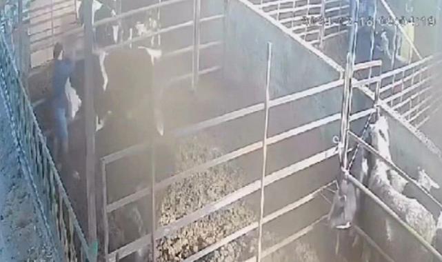 Aydın&#039;da ineğinin gazabına uğrayan adam son anda ölümden döndü