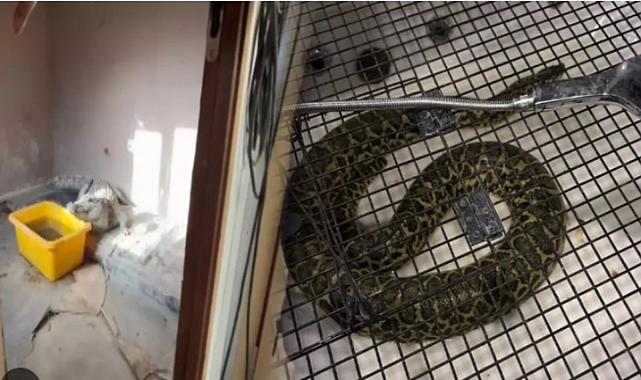 Baskın yapılan evden çıkanlar şok etti: Nil timsahı ve anakonda yılanı ele geçirildi