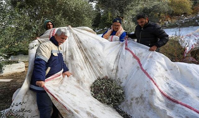 Buca Belediyesi zeytin hasadına başladı