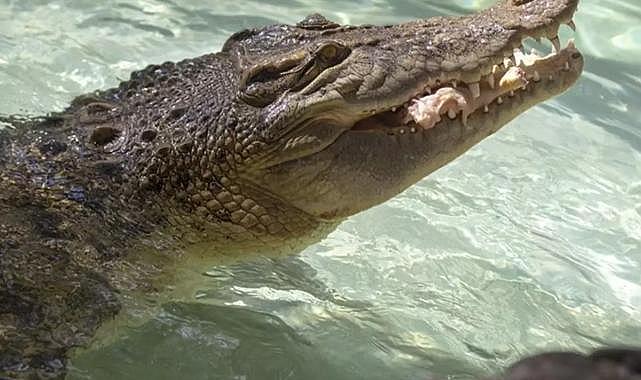 Dünyanın en yaşlı timsahının 124. yaşı kutlandı