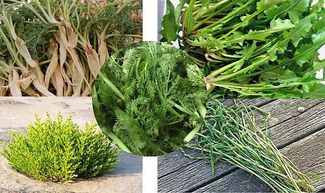 İzmir&#039;in en meşhur otları: Hem sağlıklı hem lezzetli