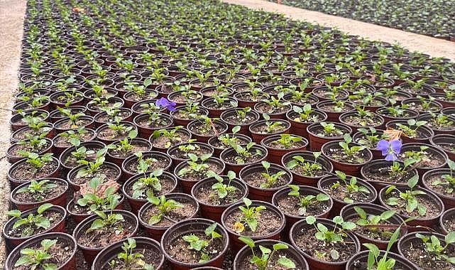 Karşıyaka’nın serasında çiçekler açıyor