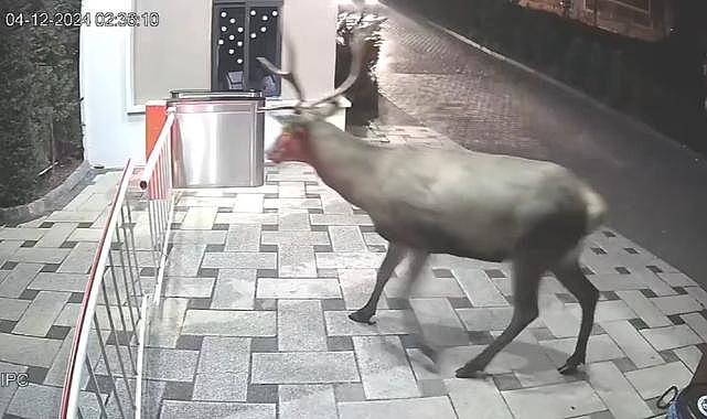 Kocaeli'nde garip görüntüler: Geyikler şehre indi