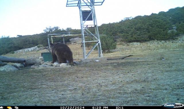 Manisa&#039;da ilk kez boz ayı görüntülendi