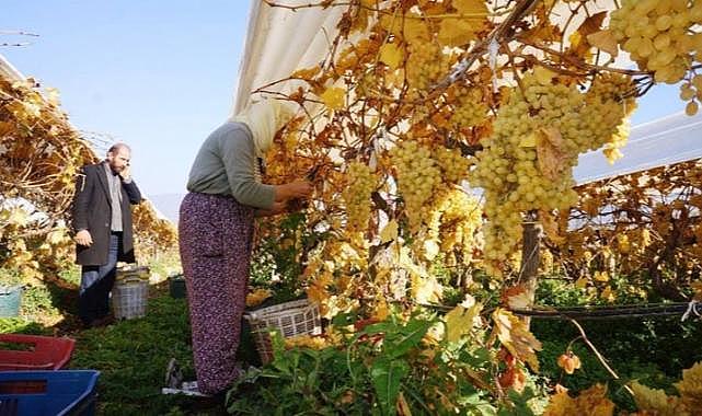 Manisa&#039;da üzüm hasadı: Yeni yılda sofralardan eksik olmayacak