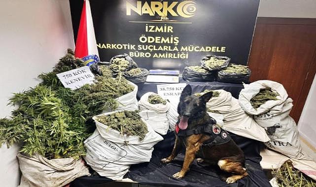 Ödemiş&#039;te hayvan damında uyuşturucu yetiştirenlere operasyon: Bir kişi tutuklandı