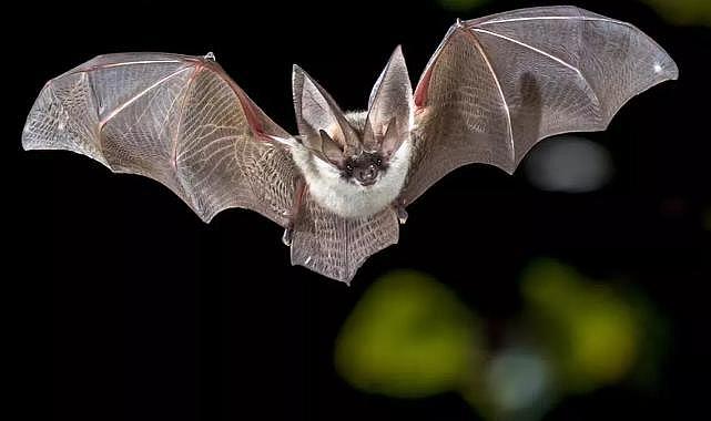 Sınıfa giren yarasa tarafından ısırılan öğretmen hayatını kaybetti