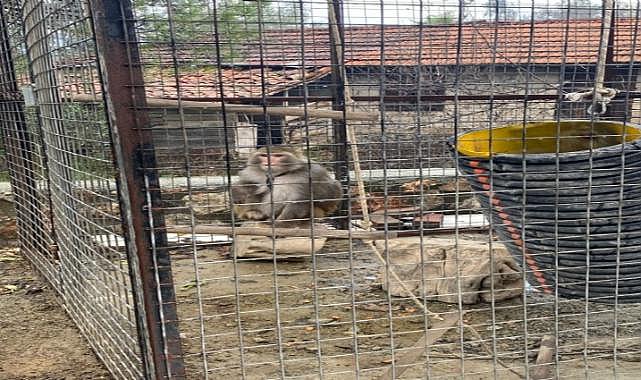 Ula&#039;da ele geçirilen maymunlar doğa korumaya teslim edildi