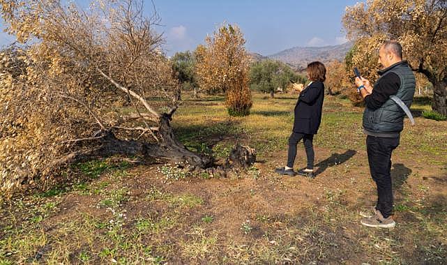 Zeytin ağaçları küllerinden doğacak