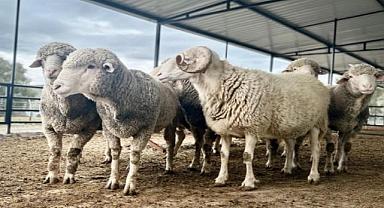 Aliağalı koyun üreticilerine yüzde 75 hibeli koç dağıtımı başlıyor