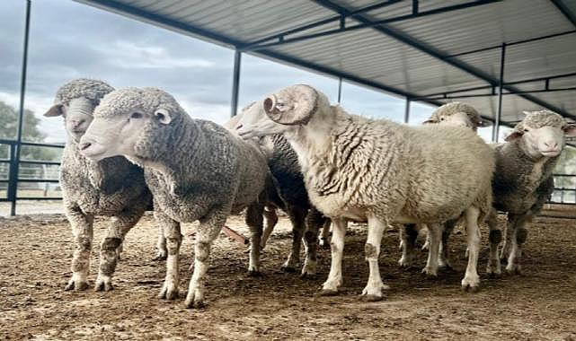 Aliağalı koyun üreticilerine yüzde 75 hibeli koç dağıtımı başlıyor