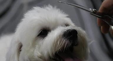 Bu meslekte 2 Saatte 1500 TL kazanıyor: Talep gittikçe artıyor!