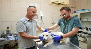 Gaziemir Belediyesi'nden 6 bin 222 can dosta şefkat eli