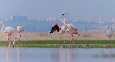 Gediz Deltası için Doğa Zaferi: “ÇED Gerekli Değildir” Kararının Yürütmesi Durduruldu!