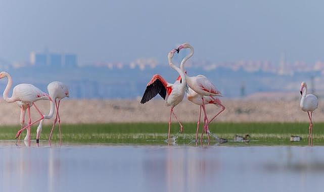 Gediz Deltası için Doğa Zaferi: “ÇED Gerekli Değildir” Kararının Yürütmesi Durduruldu!