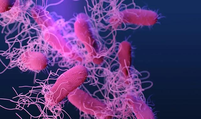 İzmir&#039;de bir kişinin ölümüne neden olmuştu: Salmonella nedir, belirtileri nelerdir?
