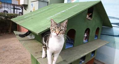 Karşıyaka Belediyesi’nden can dostlara sıcak yuva   Atölye üretiyor, kediler yuvalanıyor