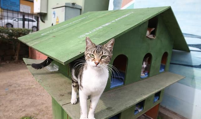 Karşıyaka Belediyesi’nden can dostlara sıcak yuva   Atölye üretiyor, kediler yuvalanıyor