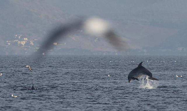 Pamucak Sahilinde Yunuslardan Görsel Şölen