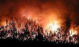 Rize&#039;de orman yangını