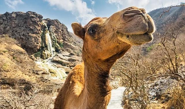 Suudi Arabistan&#039;da 40 deveye botoks yapıldı!