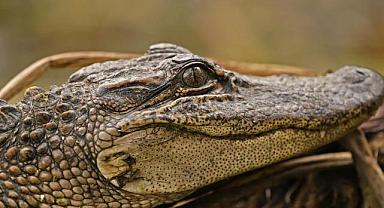 Yeni Delhi Havalimanı'nda turistin bavulundan timsah kafası çıktı