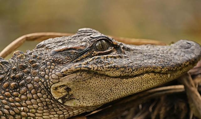 Yeni Delhi Havalimanı&#039;nda turistin bavulundan timsah kafası çıktı