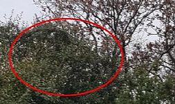 Çanakkale’de dev yılan görüldü: Yaklaşık 8 metre