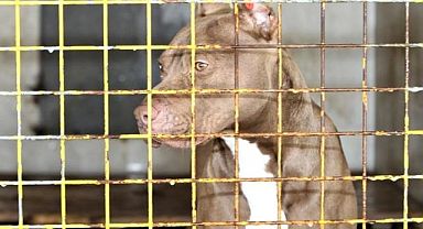 ABD'li adam köpeği tarafından silahla vuruldu