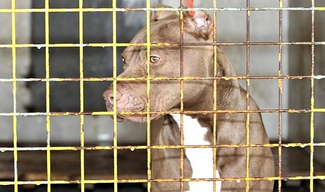 ABD&#039;li adam köpeği tarafından silahla vuruldu