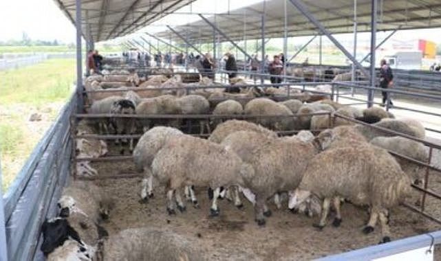 Afyonkarahisar&#039;da havyan pazarları tedbir amaçlı kapatıldı