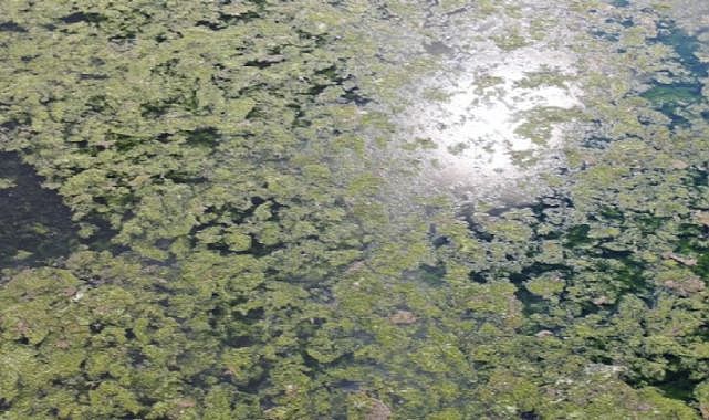 Bostanlı&#039;yı Deniz Marulu sardı: &#039;Temizlik çalışmaları sürüyor&#039;