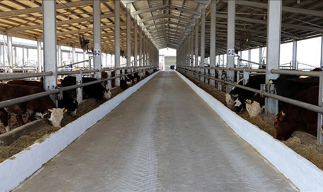 İzmir&#039;de şap korkusu: Hayvan pazarları geçici olarak kapatıldı