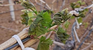 Manisa'da zirai don tehlikesi devam ediyor