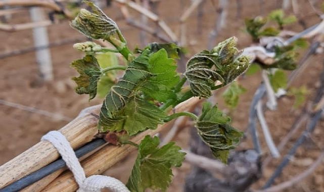 Manisa&#039;da zirai don tehlikesi devam ediyor