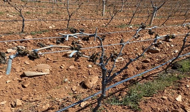 Manisa&#039;nın Alaşehir ilçesinde 10 bin dekar üzüm bağına don olayı zarar verdi