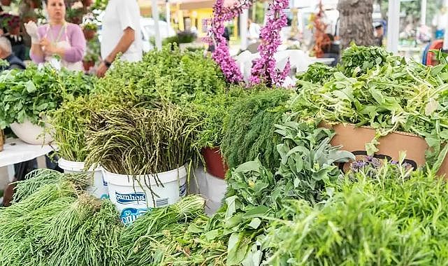 Urla&#039;da Ot Bayramı zamanı: Konserler, yarışmalar, kır gezileri...