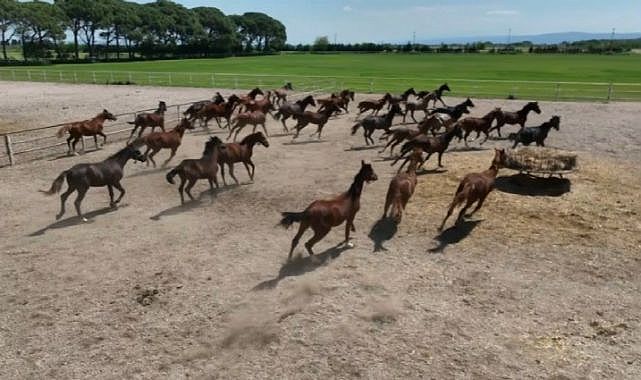 700 yıllık işletmenin milyonluk atları görüntülendi