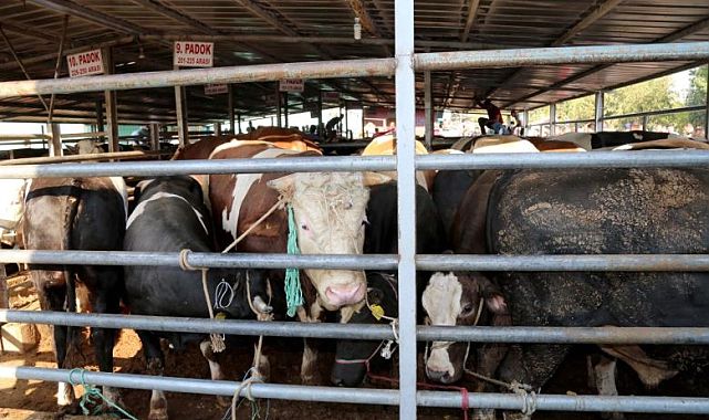 Aliağa’da Kurban Uyarısı: Fiyatlar Açıklandı, Korsan Kasap Tehlikesi Büyüyor