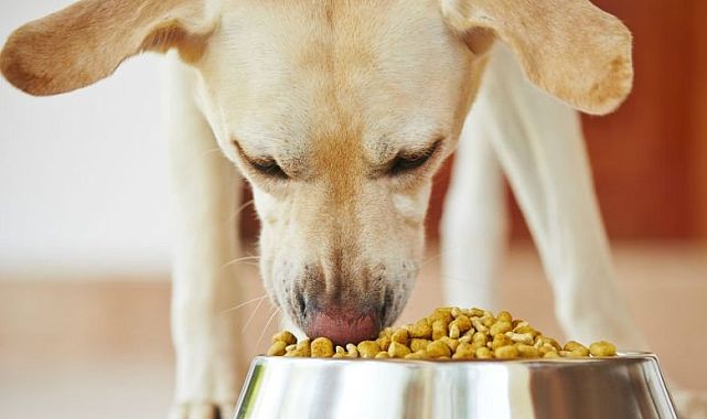 İzmir’den Türkiye’ye Örnek Proje: Atıklar Mamalara Dönüşüyor, Sokak Hayvanları Doyuyor