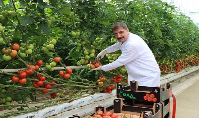 Kula&#039;nın jeotermal serasından Avrupa&#039;ya 500 ton domates ihracatı