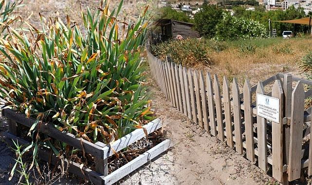 Kum zambaklarının nesli tehlike altında! Yurt dışına çıkarmak yasak, koparmanın cezası 387 bin TL